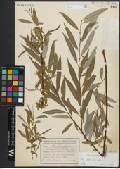 Foto von Salix alba subsp. alba L.